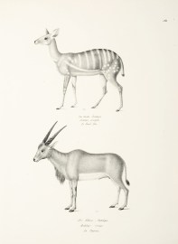 Antilope scripta. Antilope Oreas. non-Australian Antilope scripta. Antilope Oreas.