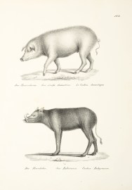 Sus scrofa domesticus. Sus Babirussa. non-Australian Sus scrofa domesticus. Sus Babirussa.