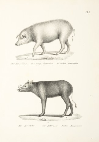 Sus scrofa domesticus. Sus Babirussa. General / Global