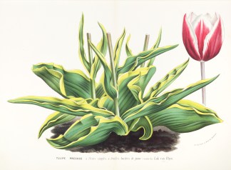 Tulipe Precoce. General / Global