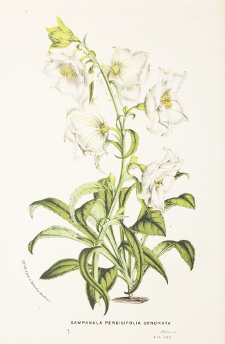 Campanula Persicifolia Coronata General / Global