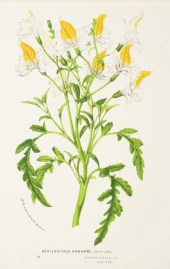 Schizanthus Grahami flore albo. World - Nonindigenous General Schizanthus Grahami flore albo.