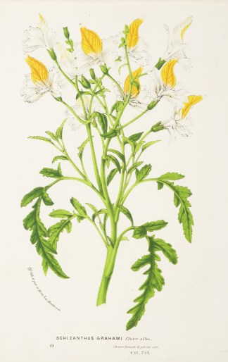 Schizanthus Grahami flore albo. General / Global