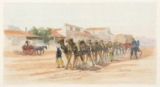 A Camel Team, Wilcannia. Regional