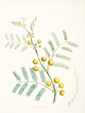Acacia vera. General / Global