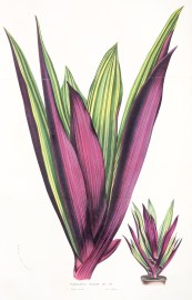 Tradescantia Discolor Fol. Var. World - Nonindigenous General