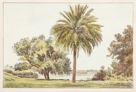 Palm Tree on Rotunda Lawn, Adelaide. South Australia - Adelaide