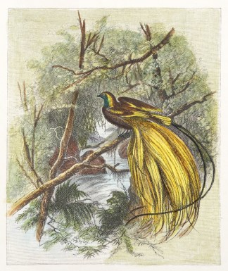 The Emerald Bird of Paradise BIRDS