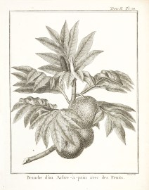 Branche d'un Arbre -a-pain avec des Fruits.