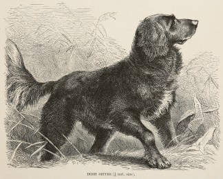 Irish Setter. Dogs
