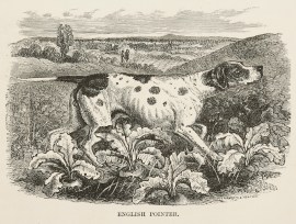 English Pointer. Dogs