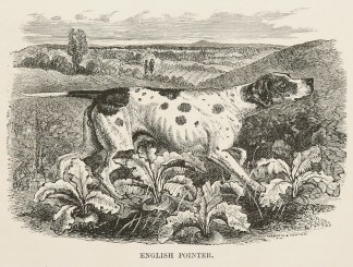 English Pointer. Dogs
