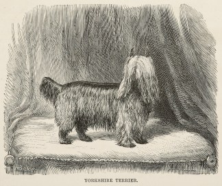 Yorkshire Terrier. Dogs