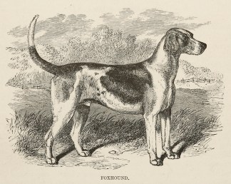 Foxhound. Dogs