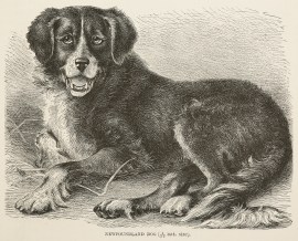 Newfoundland dog. Dogs