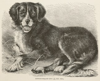 Newfoundland dog. Dogs