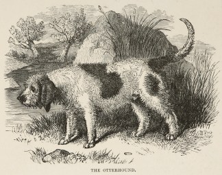 The Otterhound. Dogs