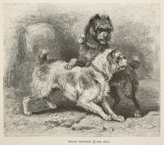 Welsh Terriers. Dogs