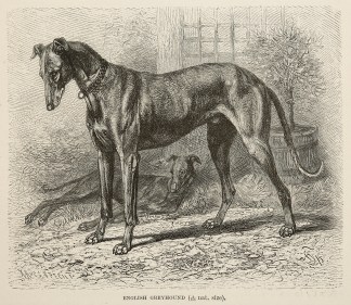 English Greyhound. Dogs