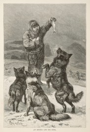 An eskimo and his dogs. Dogs