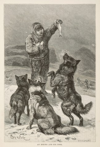 An eskimo and his dogs. Dogs