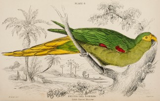 Psittacara Nobilis BIRDS