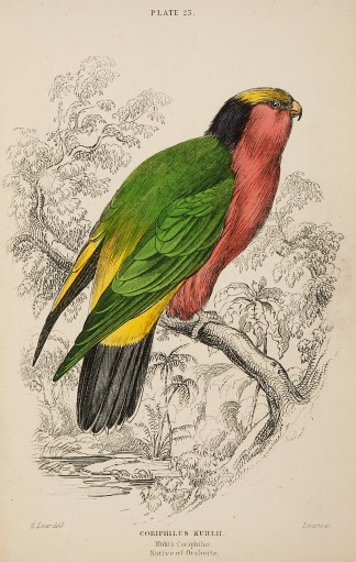 Coriphilus Kuhlii BIRDS