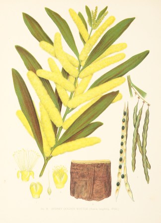 Sydney Golden Wattle. (Acacia longifolia… Australian - General