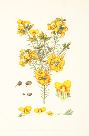 Heath-Leaved Dillwynia. (Dillwynia ericifolia, Sm.) Australian - General Heath-Leaved Dillwynia. (Dillwynia ericifolia, Sm.)