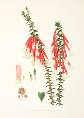 The Native Fuchsia. (Epacris longiflora,… Australian - General
