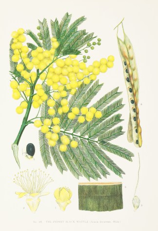 The Sydney Black Wattle. (Acacia decurre… Australian - General