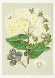 The Dwarf Apple. (Angophora cordifolia, Cav.) Australian - General The Dwarf Apple. (Angophora cordifolia, Cav.)