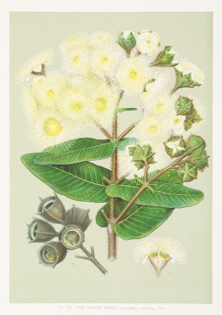 The Dwarf Apple. (Angophora cordifolia, … Australian - General