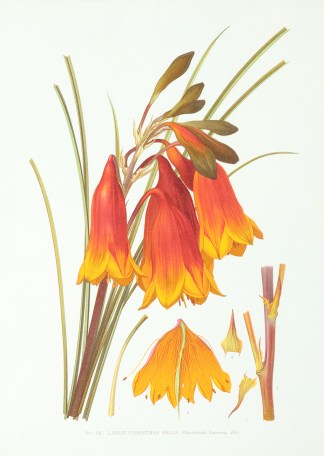 Large Christmas Bells. (Blandfordia flam… Australian - General