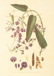 False Sarsaparilla (Hardenbergia monophylla, Benth.) Australian - General False Sarsaparilla (Hardenbergia monophylla, Benth.)