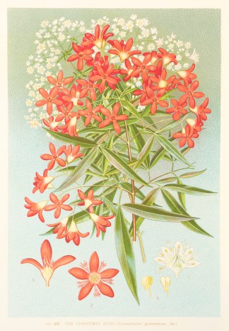 The Christmas Bush. (Ceratopetalum gummi… Australian - General
