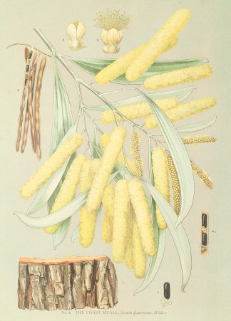 The Coast Myall. Acacia glaucescens, Wil… Australian - General