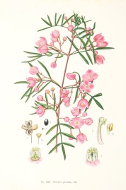 Boronia pinnata, Sm. [Pinnate boronia]