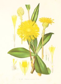 (Podolepis acuminata, R. Br.) Australian - General (Podolepis acuminata, R. Br.)