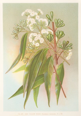 The Tallow Wood (Eucalyptus microcorys, … Australian - General