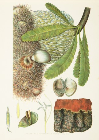 The Red Honeysuckle. (Banksia serrata, L… Australian - General