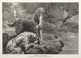 Otter-Hounds. Dogs Otter-Hounds.