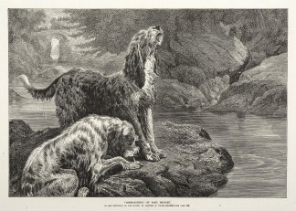 Otter-Hounds. ANIMALS