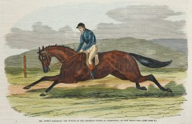 Mr. Town’s Tarragon, the Winner of the Champ… Equestrian