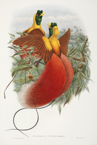 Uranornis Rubra. Red Bird of Paradise. The Birds of New Guinea