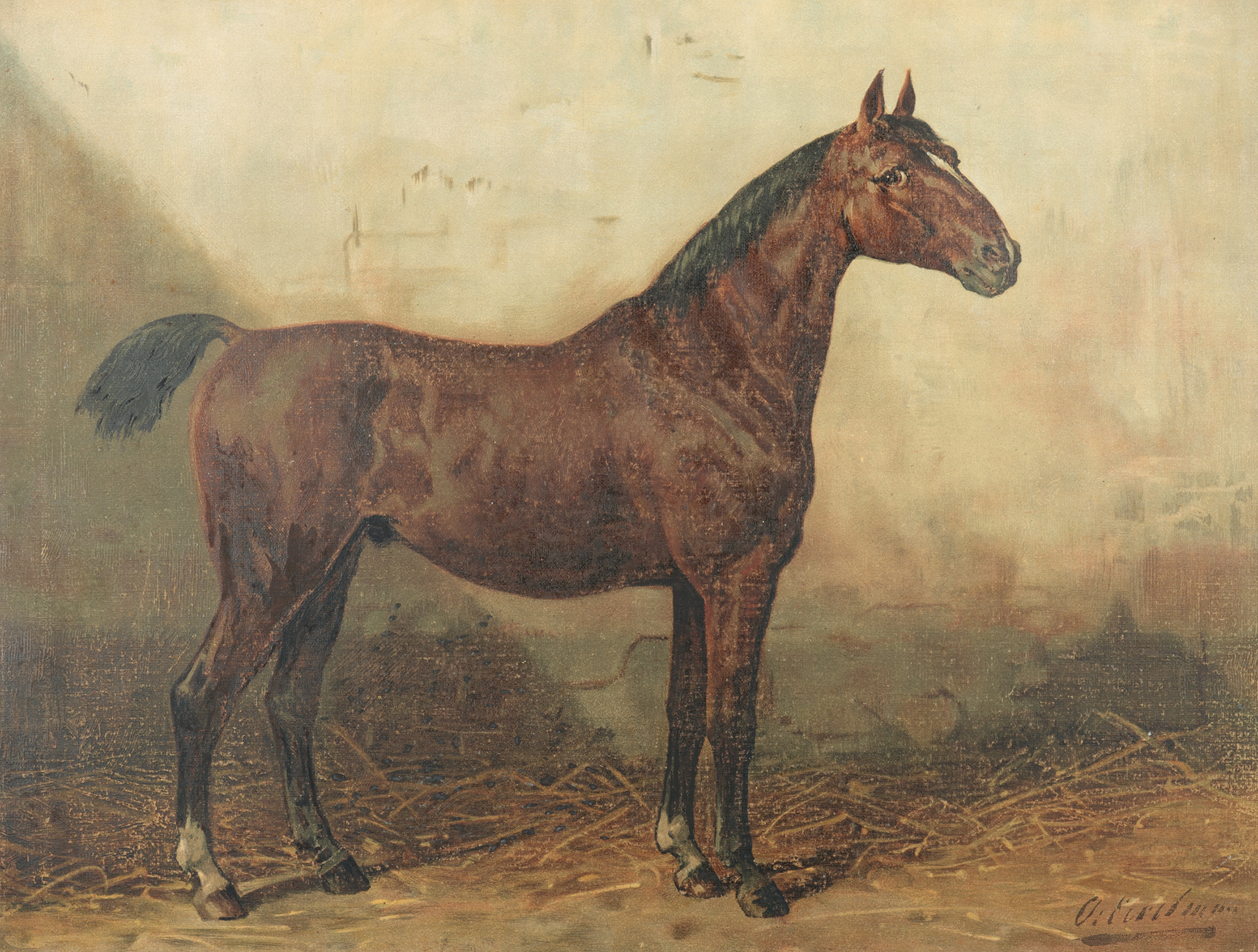 Holsteiner Horse - Antique Print from 1907