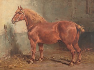 Suffolk Horse Equestrian