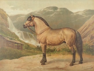 Le Cheval Norwegien Equestrian
