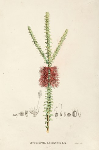 Beaufortia decussata Australian - General