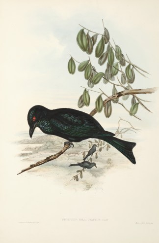 Dicrurus bracteatus. Spangled Drongo. Australian